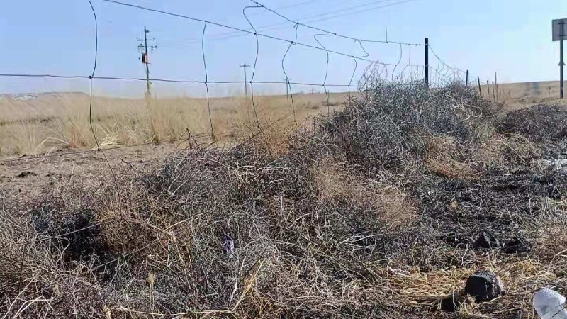 不被“看見”的草原網圍欄：對野生動物產生負面效應