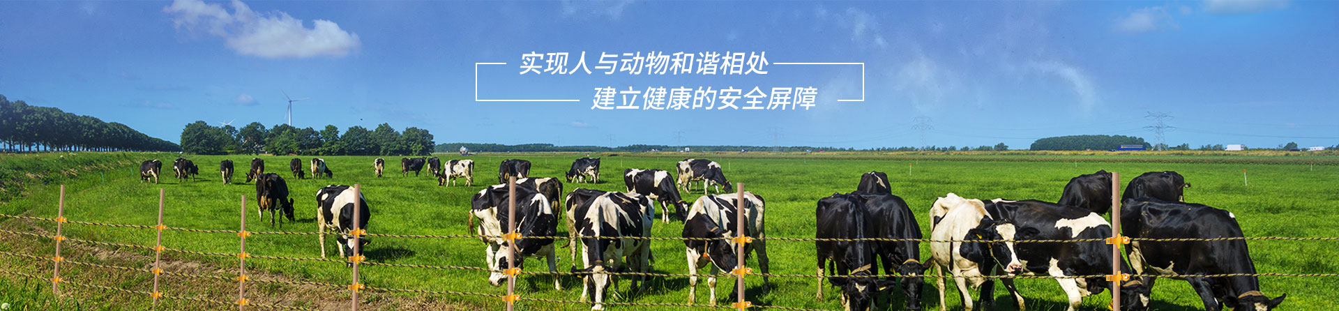 關于小牛看家