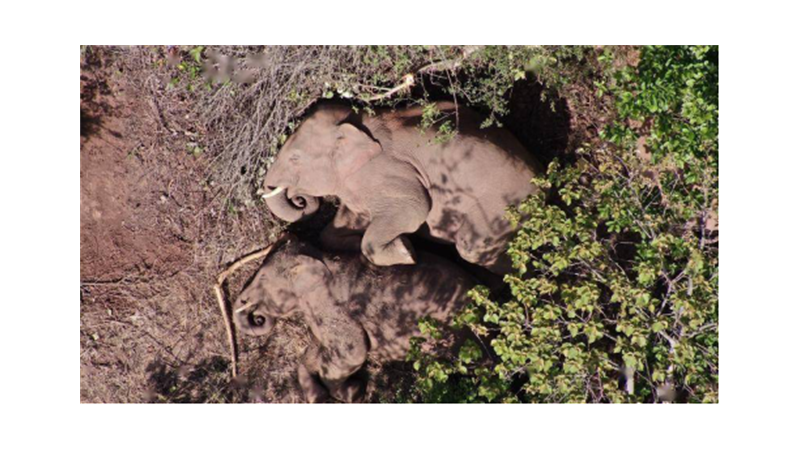 保護野生亞洲象—小牛看家電圍欄防范野生動物效果顯著